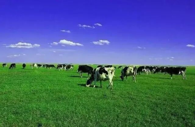 人间天堂：呼伦贝尔大草原旅游攻略