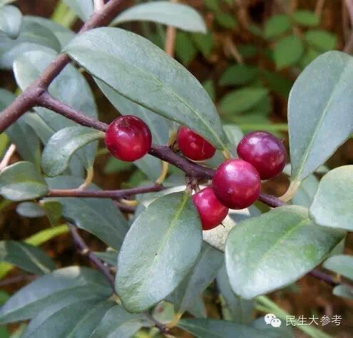 芭蕉,橘子,橙子,樱桃,柿子,石榴,杨梅,杨桃,木瓜,莲子,山竹果是止泻的