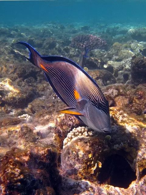 最美深海鱼堪比美人鱼