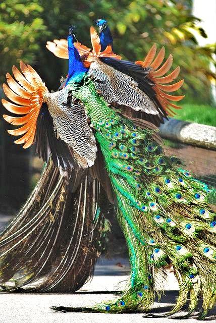 孔雀开屏只为爱情