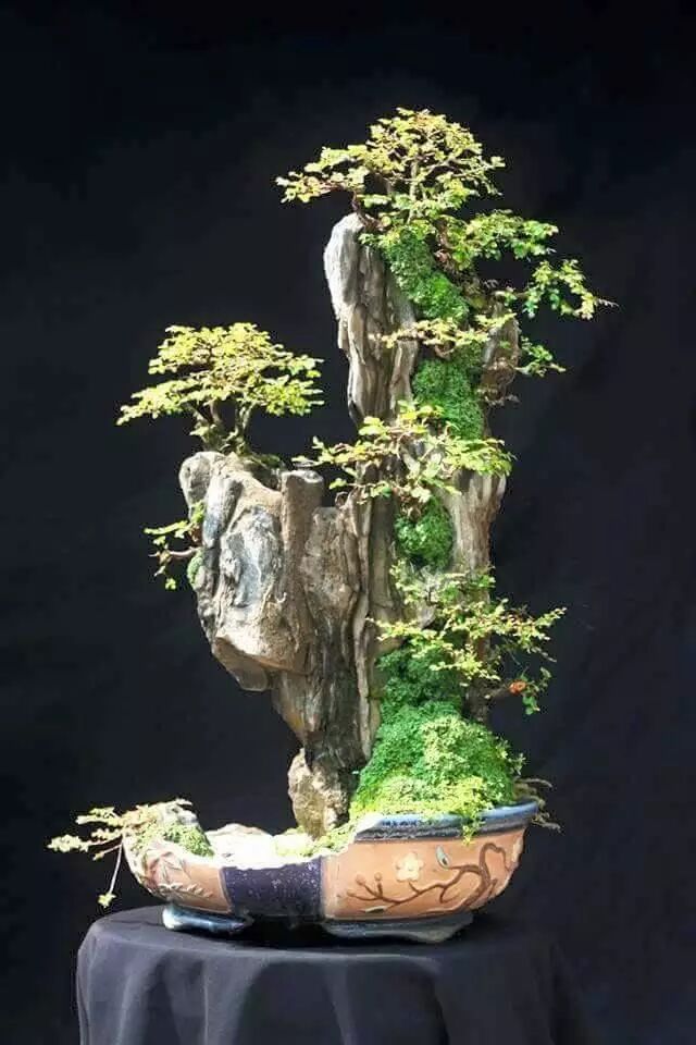 绝美的盆景大开眼界