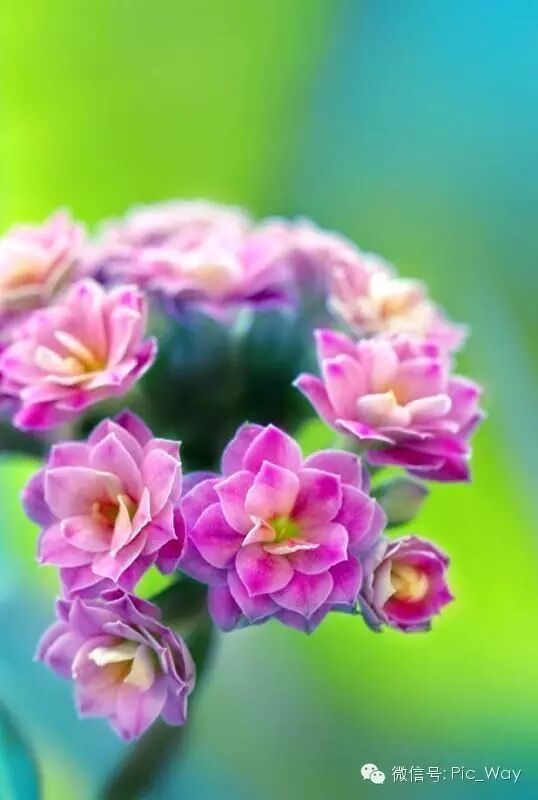 长寿花献给爸爸祝您健康快乐