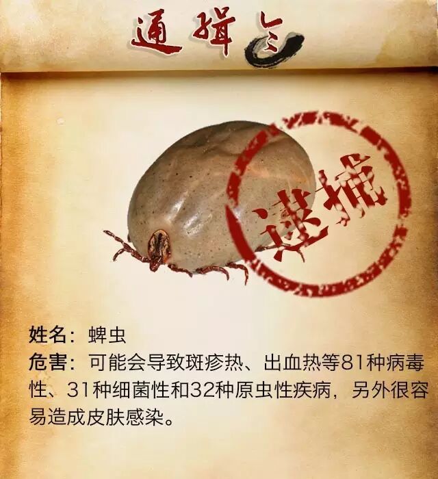 注意全城通缉小虫子前方图片高能胆小者勿点