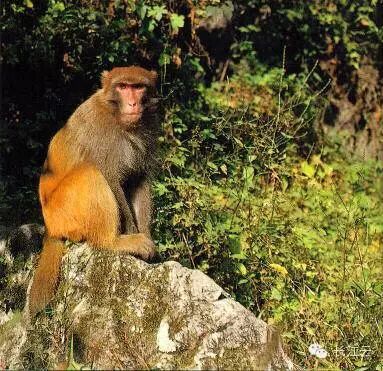 揭秘三峡猿声消失之谜