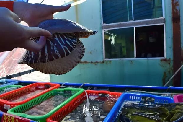 来这里吃手掌那么大的虾,你准备好了吗?