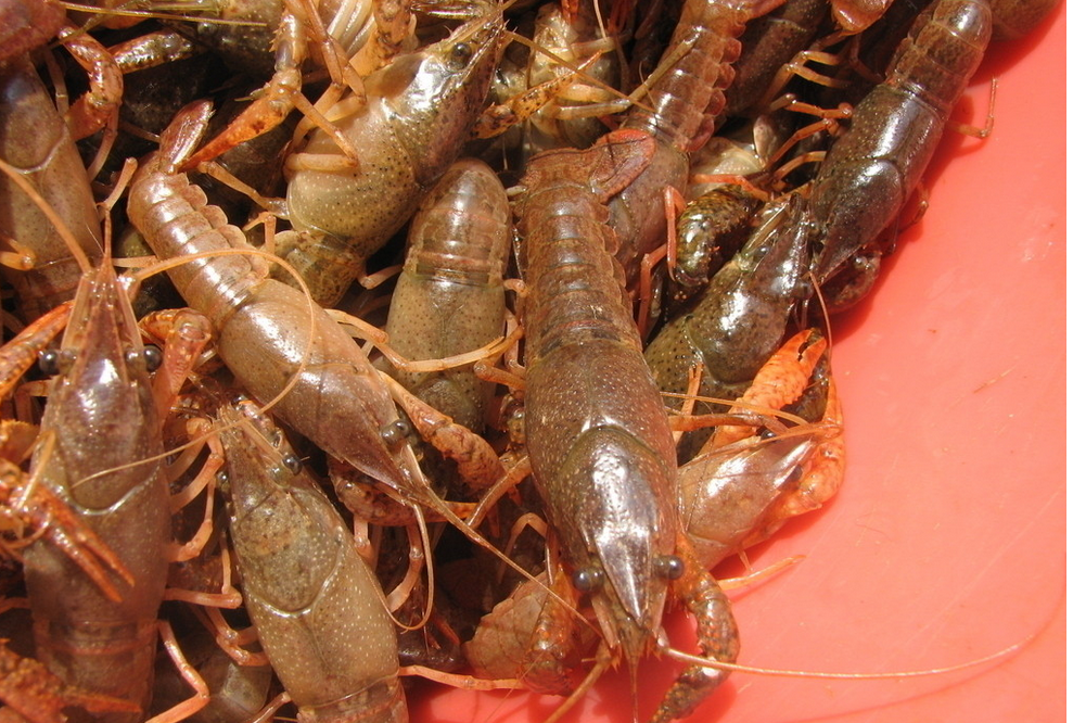 抓螃蟹! 重庆周边抓小龙虾好地方,约吗?|成都水产捕捞联盟