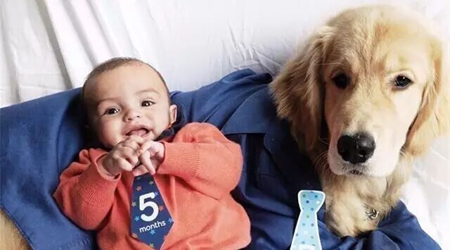 暖心大金毛，小主人忠实的守护神！