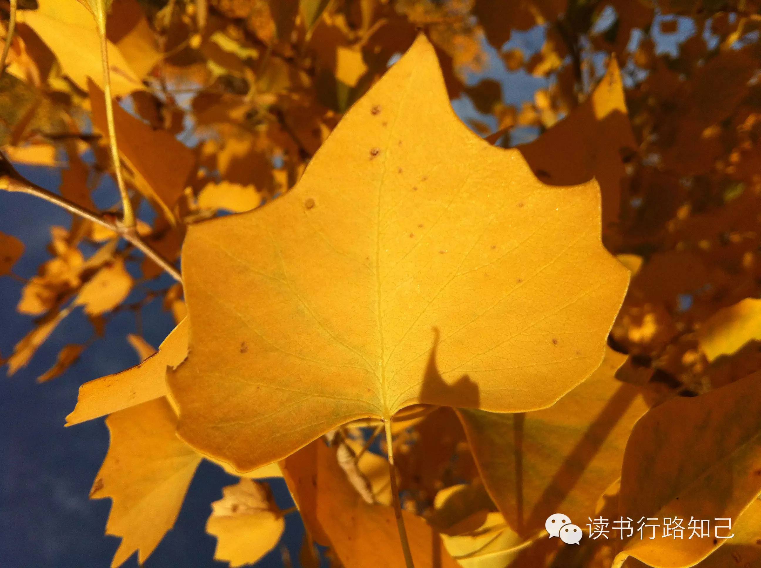 为什么人们喜欢胡杨,生命的自由顽强,人生的淡定体验,生活的从容之美