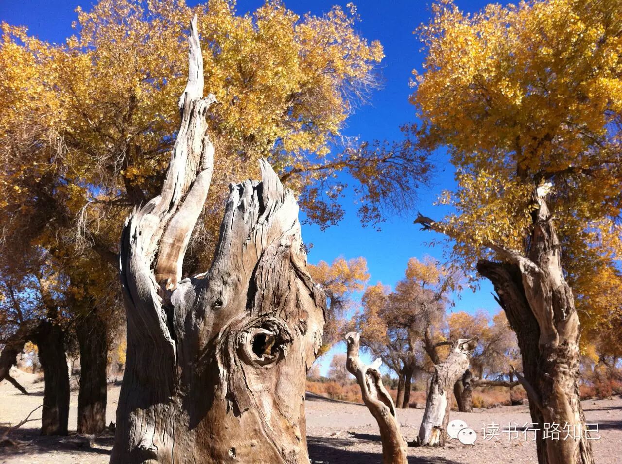胡杨的三千年,生千年不死,死千年不倒,死千年不朽.