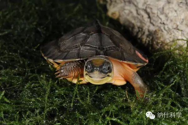 三線閉殼龜(golden coin turtle)埃及陸龜(testudo kleimanni)已經和