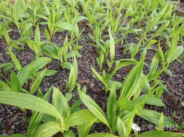 2016年中药材种植发展什么好