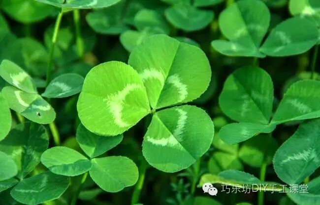 衍纸装饰画幸运草衍纸教程