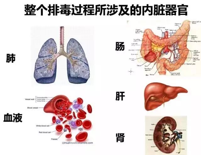 大爱吉林万年长青全球处于癌症大爆炸时代毒素堆积飞来横祸