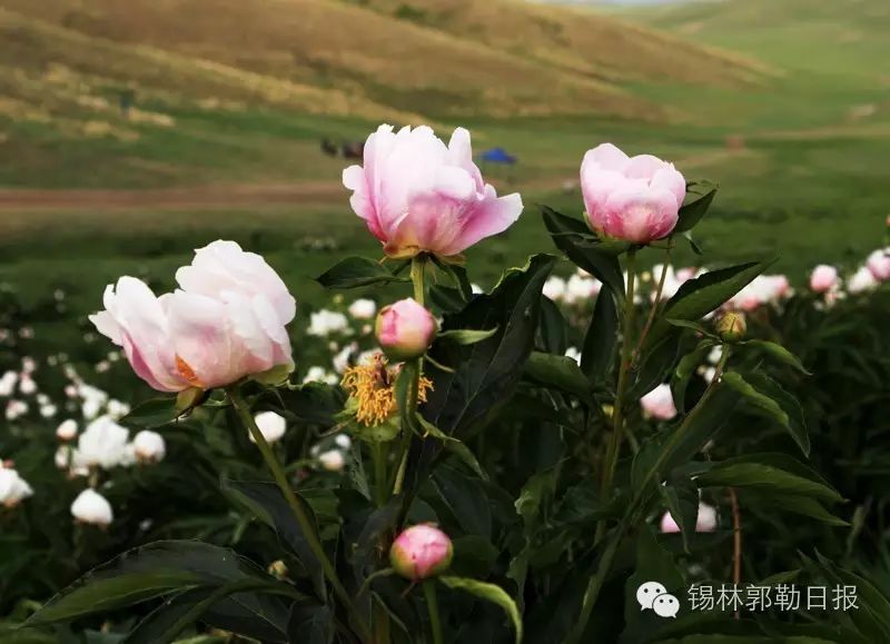 藥性比較:白芍藥補血斂陰,凡虛寒腹痛,洩瀉者慎服;赤芍藥活血涼血,凡