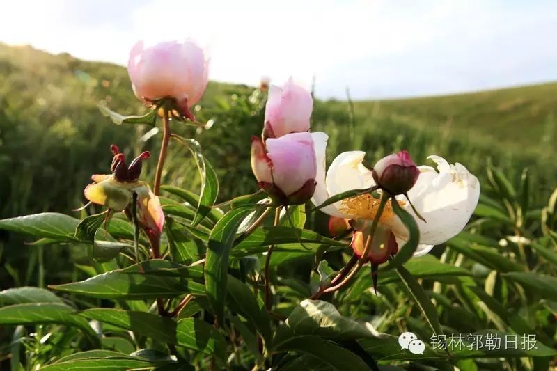 進入盛夏,西烏珠穆沁草原上成片的野生芍藥競相開放,色彩斑斕,香氣