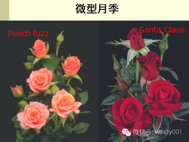 玫瑰、月季、蔷薇怎么区分？