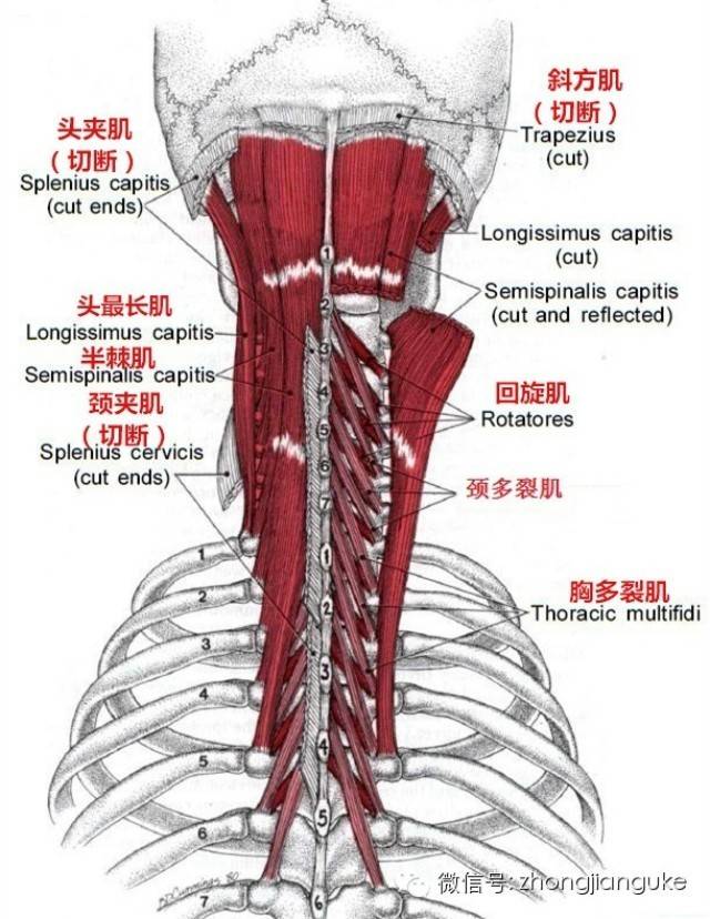 的,体积较表层肌肉细小的肌肉群——主要包括(由浅至深):头半棘肌,颈