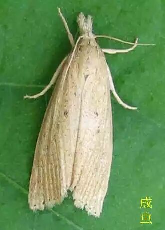 成虫3,三化螟三化螟为害造成枯心苗,苗期,分蘖期幼虫啃食心叶,心叶