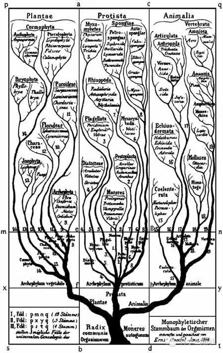 填補 生命之樹 關鍵環節的中國脊椎動物化石 科學出版社 微文庫