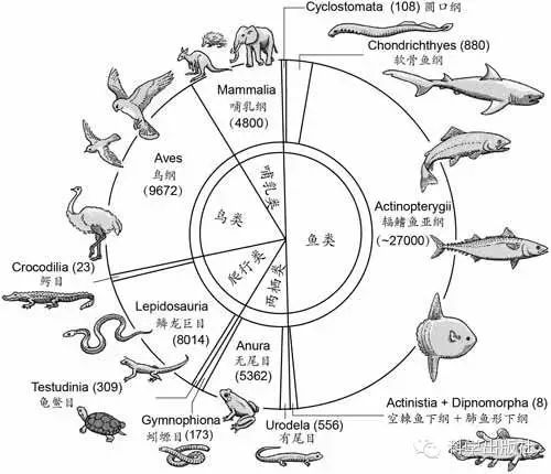 填補 生命之樹 關鍵環節的中國脊椎動物化石 科學出版社 微文庫