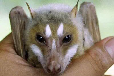 现代瘟疫埃博拉病毒病