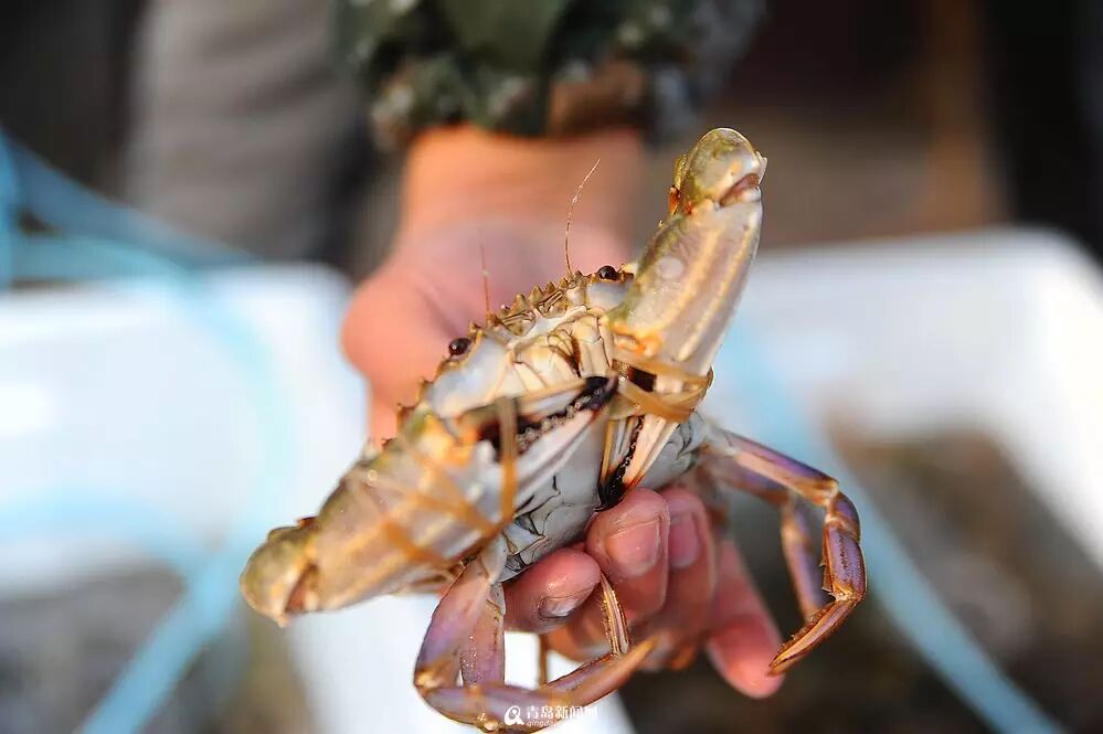 本地石夹红/花盖螃蟹你分得清吗?最近他们身价暴涨