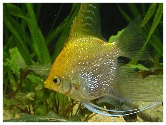 淡水仙人鱼品类大全,您认识几种?(淡水仙人鱼的介绍和图片)_宠物百科_