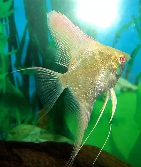 淡水仙人鱼品类大全,您认识几种?(淡水仙人鱼的介绍和图片)_宠物百科_