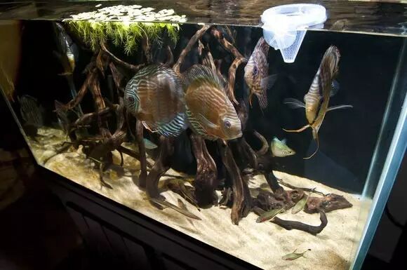 龙鱼缸沉木造景图片_鱼缸沉木树桩造景效果图_七彩鱼缸沉木如何造景