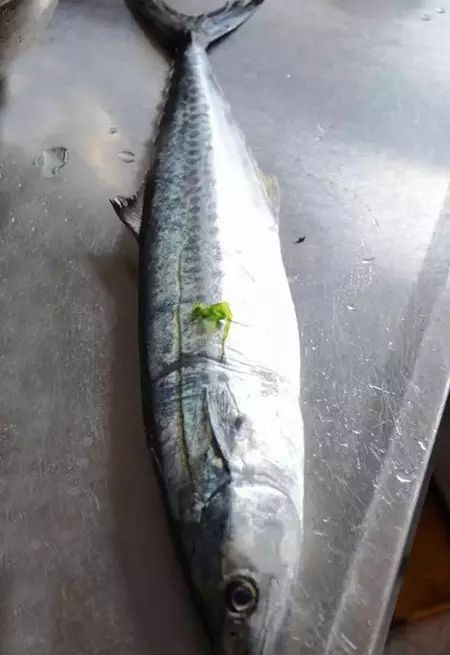 胶东本土鲅鱼和南方鲅鱼的区别,教你怎么挑