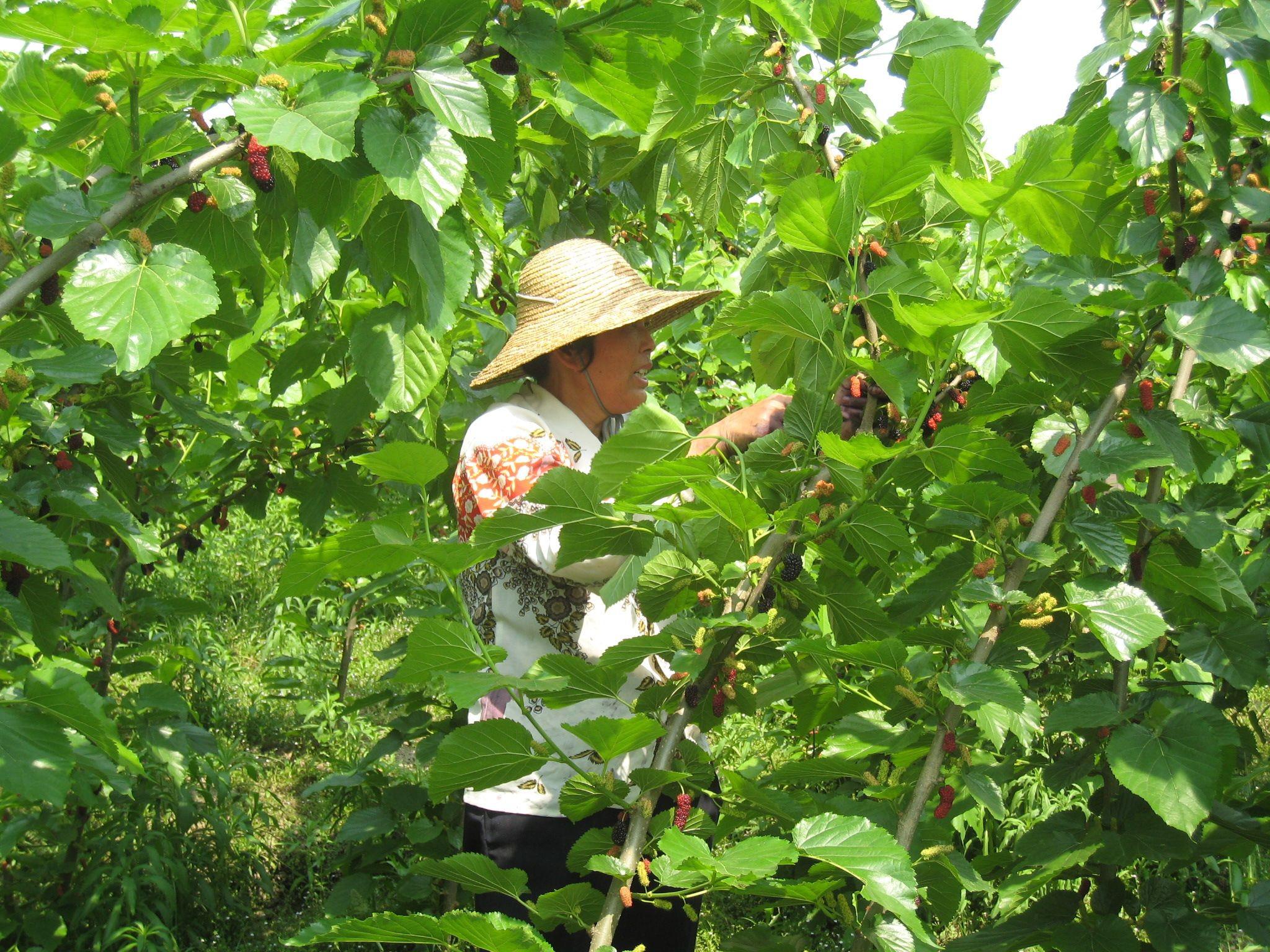 桑园一百亩,收入60万~