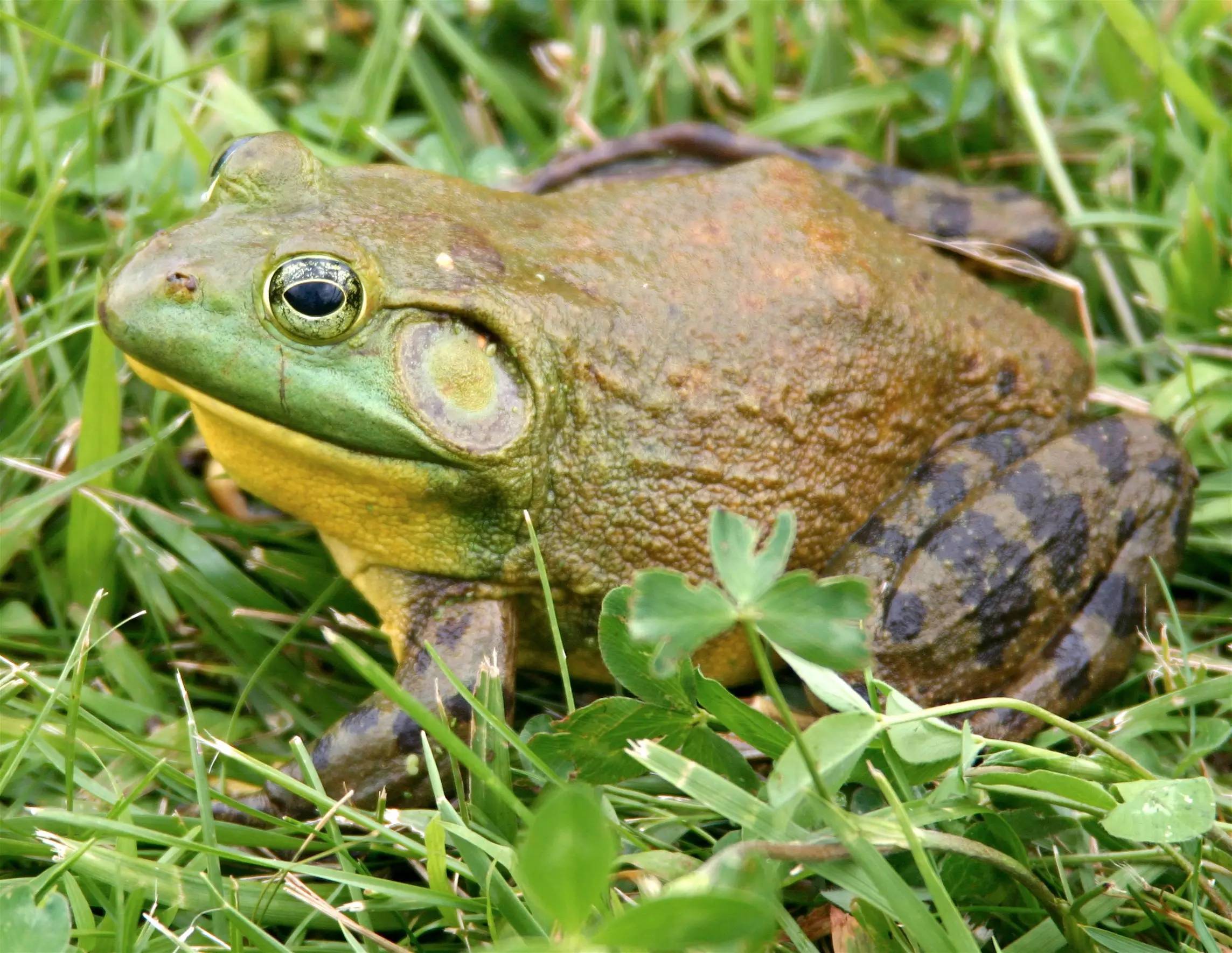 牛蛙品种图片