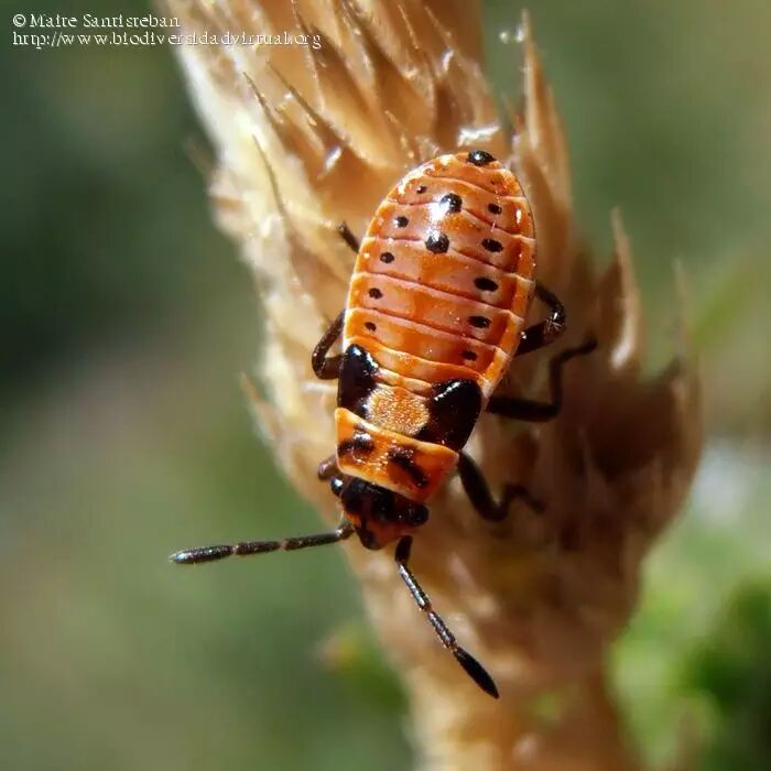 城市物种日历11月4日红脊长蝽