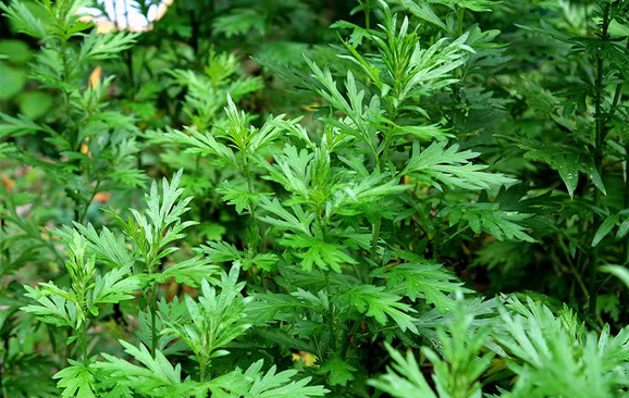 就民间而言,实际上所谓的"艾"是包括了艾 (artemisia argyi),南艾蒿