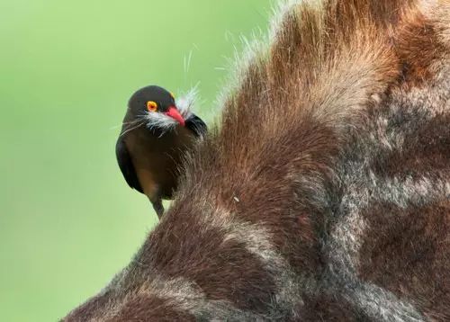 鸟亲戚牛椋鸟也很萌的