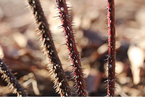 月季的皮刺为下弯的钩状三角形扁刺,不但能提供荆棘术加成,还可作为