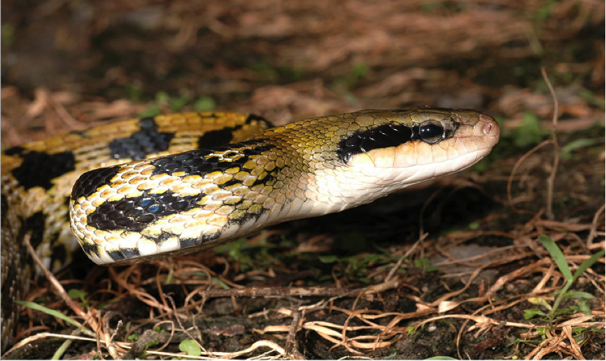 黑眉晨蛇的体型相对其它游蛇来说比较大,成体体长可达两米以上,它们的