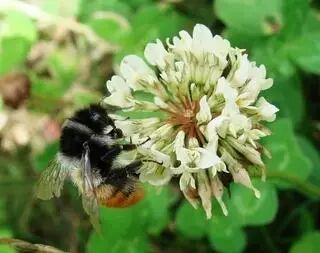城市物种日历3月15日火红熊蜂