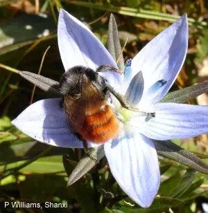 城市物种日历3月15日火红熊蜂