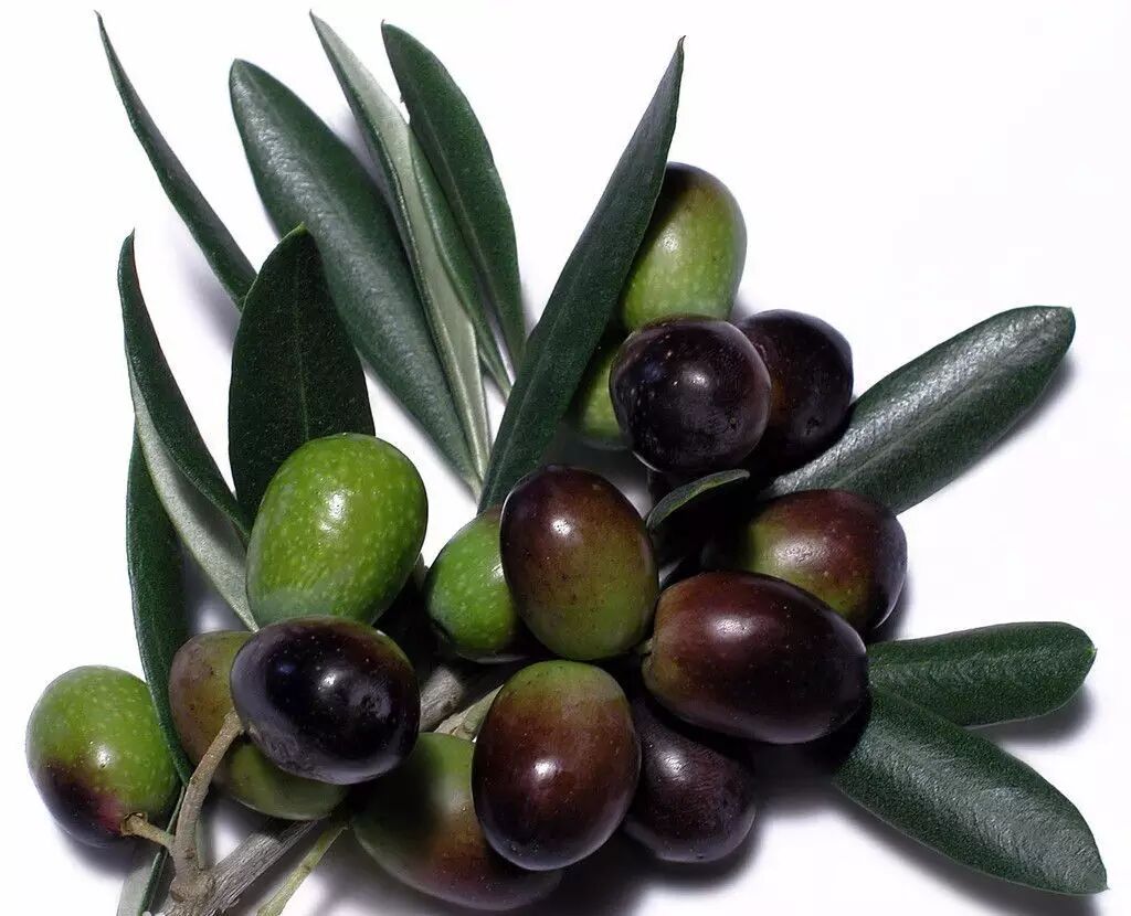 橄榄油橄榄可不能榨油