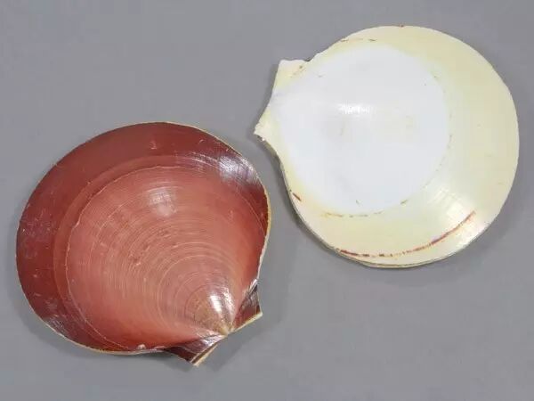 扇贝的眼睛可不止两个