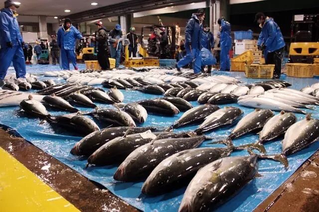 鰤魚壽司 怎麼讀 那可是 出人頭地 的象徵啊 果殼網 微文庫