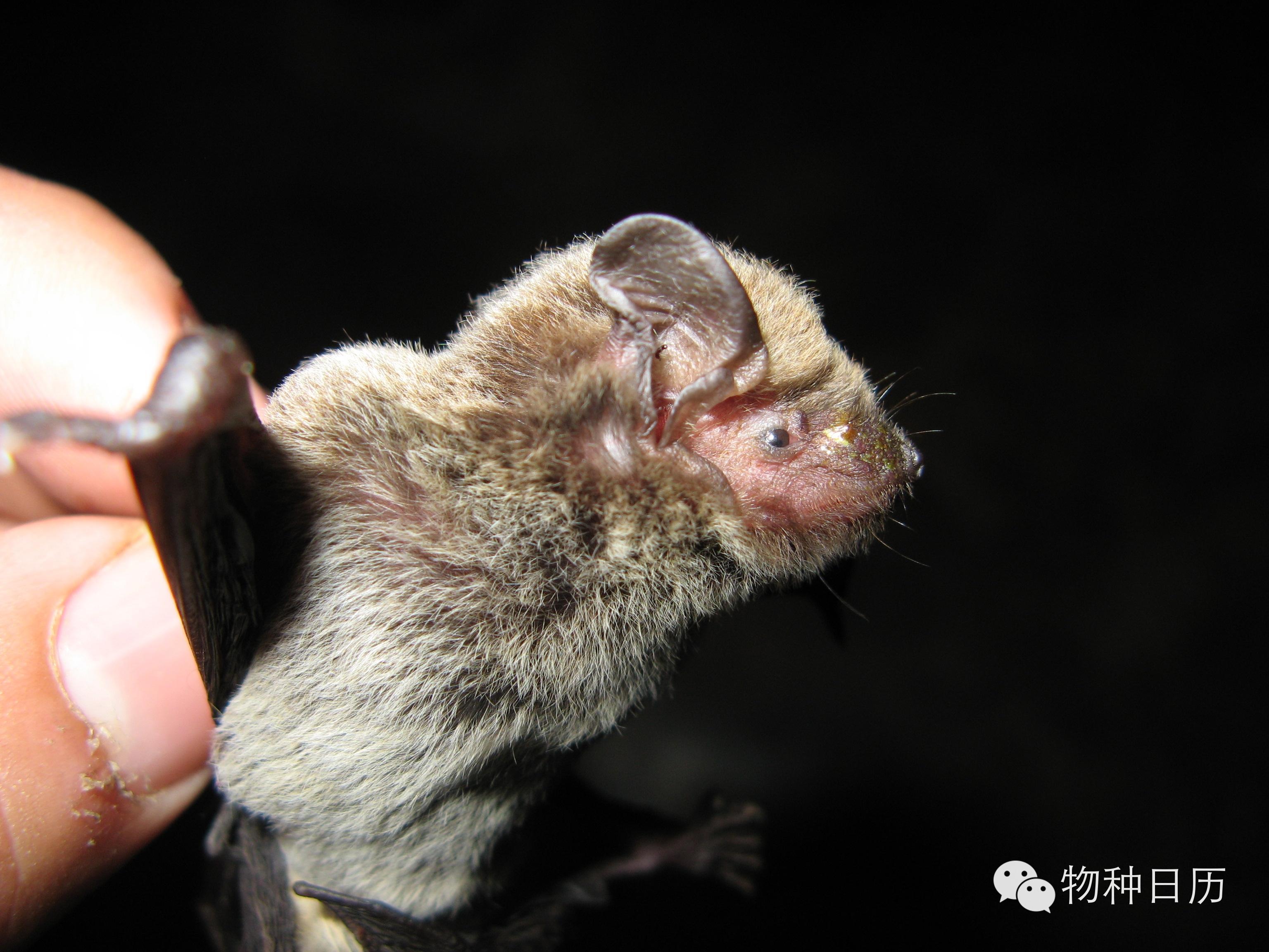 城市物种日历3月5日东亚家蝠