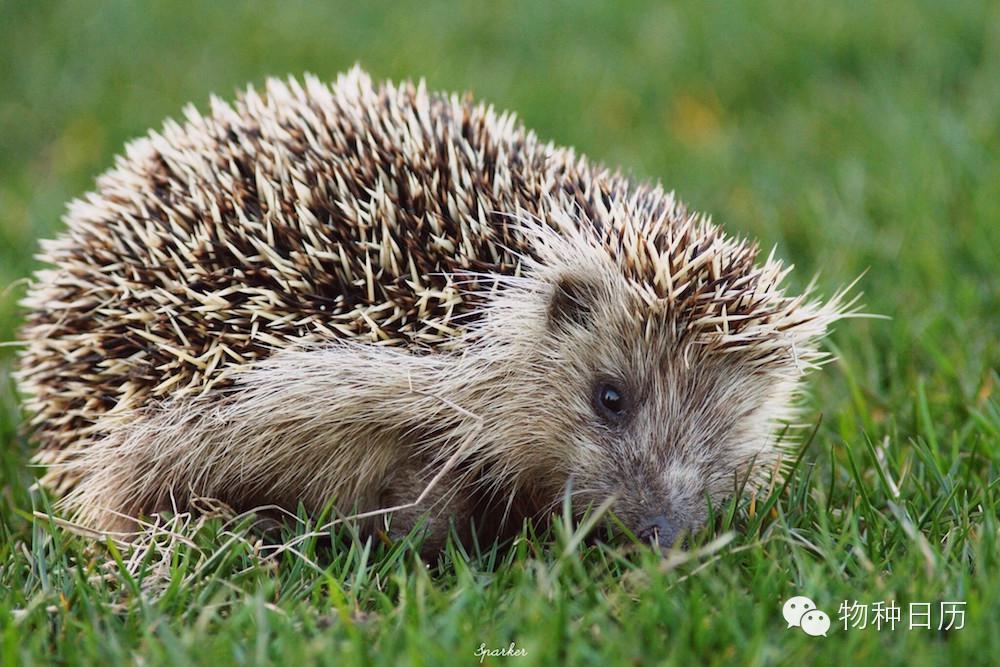 城市物种日历3月6日东北刺猬