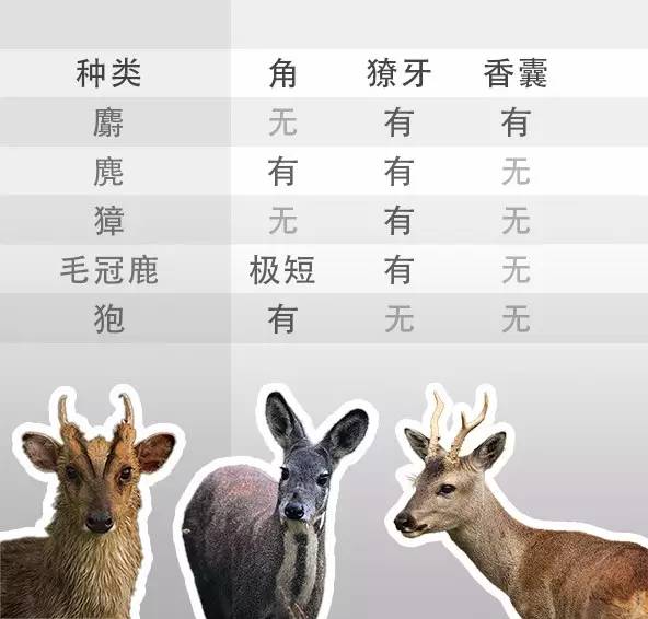獐,麂,麝三类动物,我们凭借獠牙,鹿角,香囊这三个最显要的特征就能