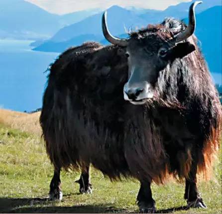 羌塘之巅:西藏阿里的金丝野牦牛