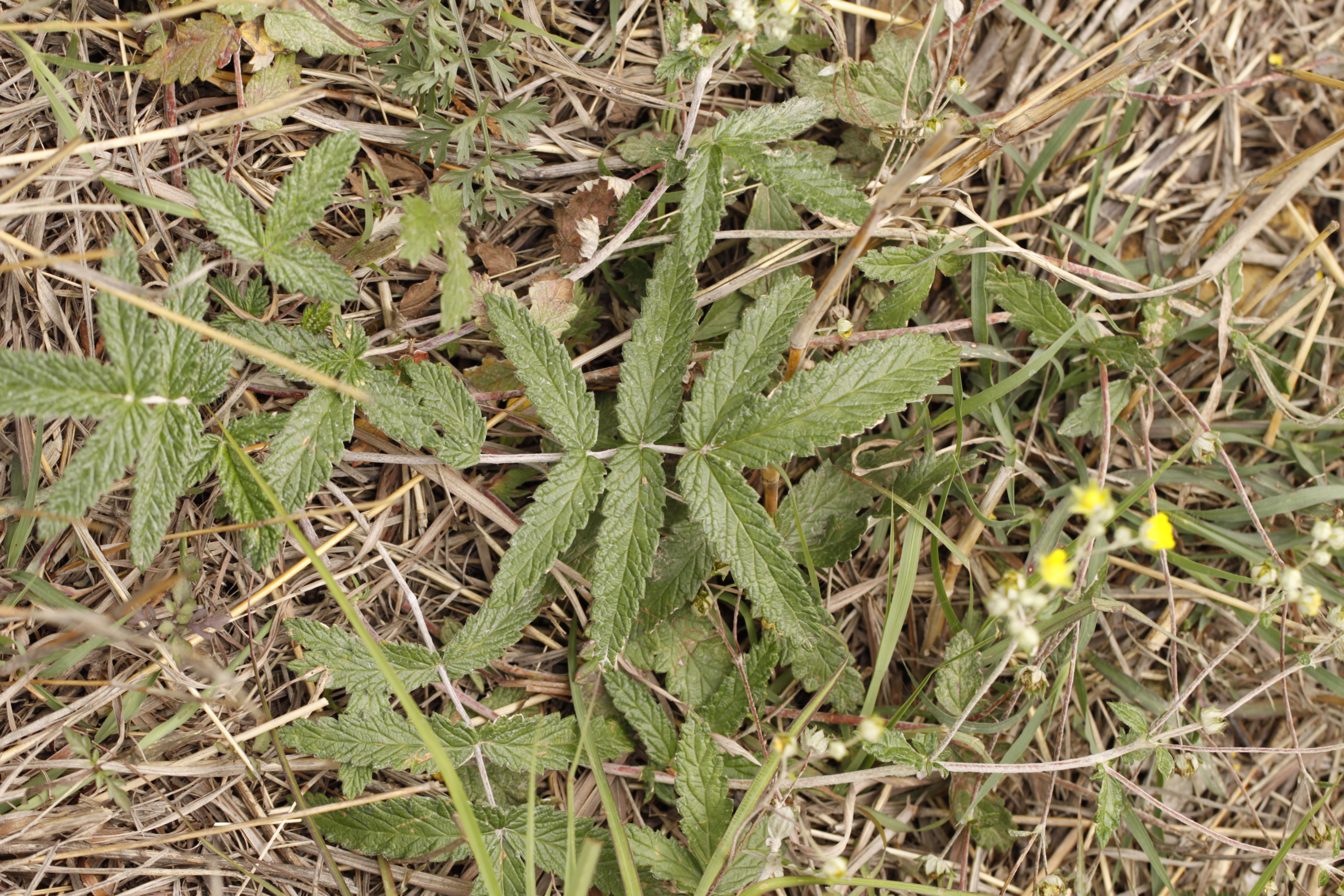 城市物种日历5月5日翻白草