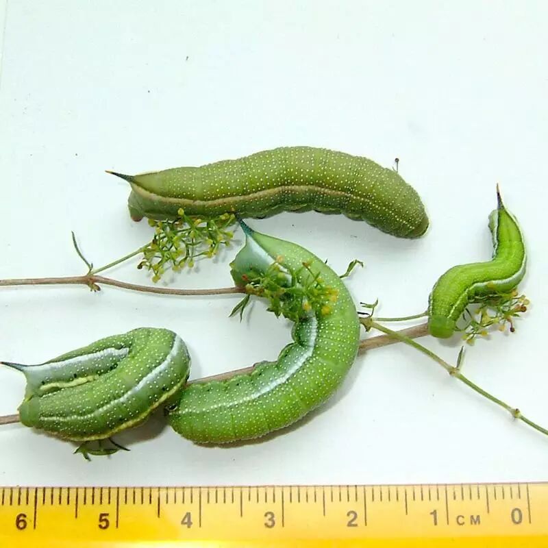 城市物种日历7月25日小豆长喙天蛾