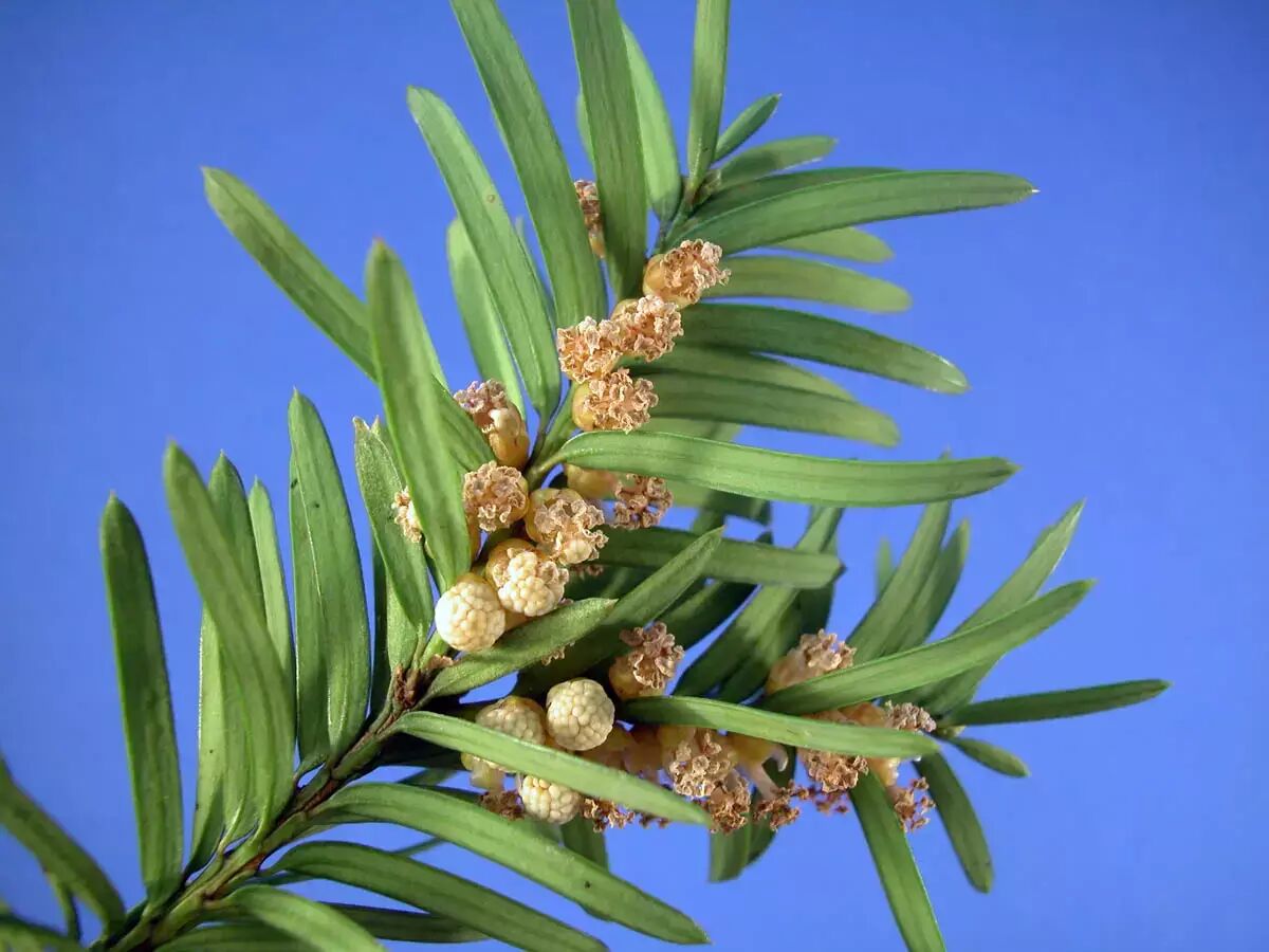 喏,就是这样的.黄黄的是雄花,散发出来的花粉很容易引起过敏.