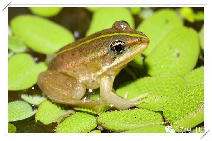 金线蛙的体型在蛙中算是中大型的,成体约有5到8厘米,雌性略大于雄性.